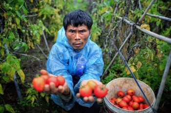 Cà chua tại vườn "rẻ như cho" 1.000 đồng/kg, ra chợ đắt gấp 10