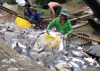 Vừa mừng vừa lo khi xuất khẩu cá tra sang Trung Quốc tăng mạnh