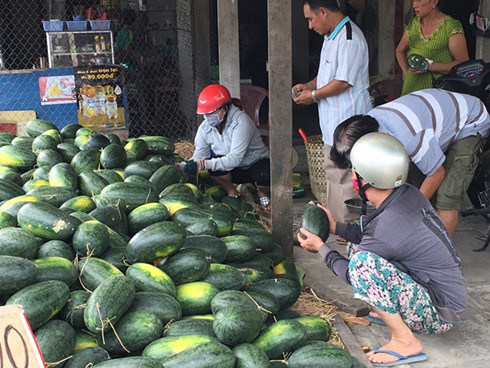 dua hau rot gia tham chi con 10000 dong3 kg