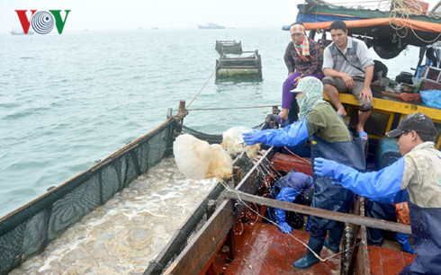 bong benh nghe vot vang trang o dao co to