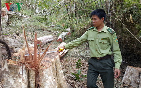 Gia Lai: Khởi tố vụ khai thác rừng trái phép trên biên giới