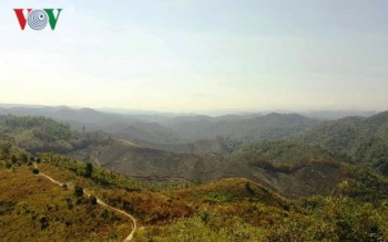 Bắt giam Giám đốc và cán bộ để mất hơn 2.000 ha rừng ở Đắk Nông