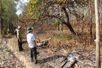 Cháy rừng phòng hộ ở Yên Bái, chưa thống kê được thiệt hại