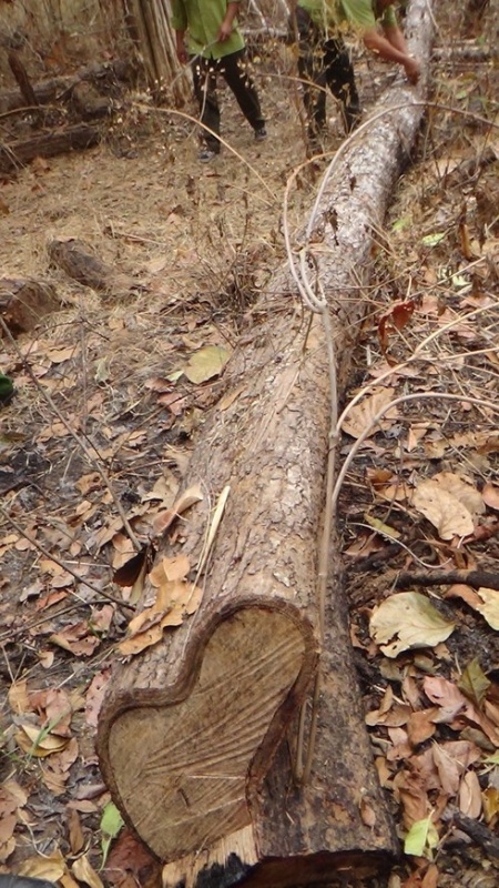 8 cây gỗ bị cưa, hơn 1.000m2 rừng bị phá ở Vườn quốc gia Yok Đôn