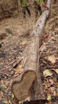 8 cây gỗ bị cưa, hơn 1.000m2 rừng bị phá ở Vườn quốc gia Yok Đôn