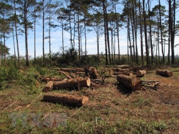 Bắt giam Chủ tịch xã nhận hối lộ để rừng thông bị đốn hạ trơ trụi