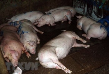 Đồng Nai phát hiện cơ sở bơm nước vào lợn trước khi đưa đi giết mổ
