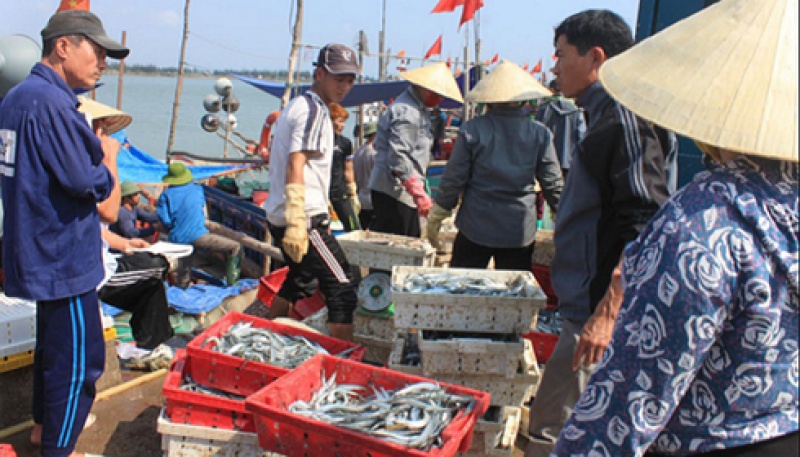 Ngư dân Quảng Ngãi thu hàng trăm triệu đồng từ đánh bắt hải sản