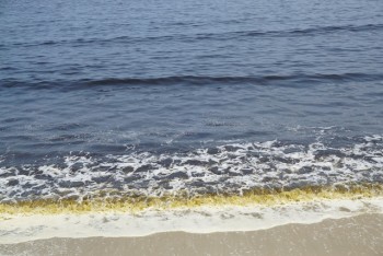 Nước biển chuyển màu đen có nhiều bọt vàng