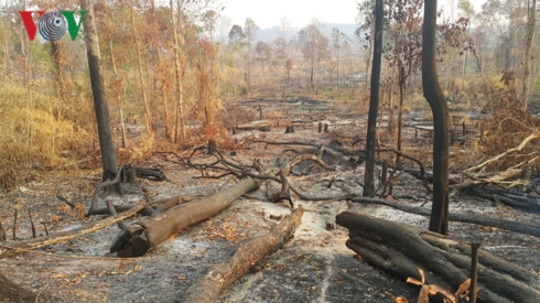 Gia Lai xác định có 2,7 ha rừng vành đai biên giới Ia O bị phá