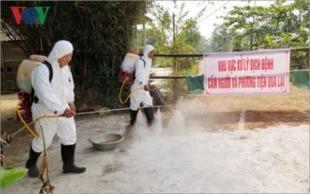 Thừa Thiên Huế hỗ trợ 80% thiệt hại cho người nuôi lợn bị dịch