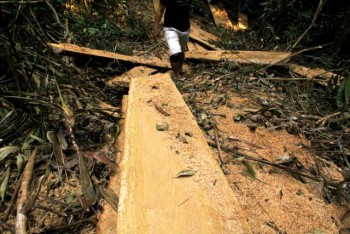 Chặt hạ nhiều cây rừng trăm năm tuổi để… làm đũa (!?)