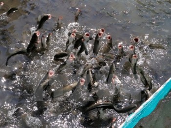 Giá cá lóc sụt giảm khiến nông dân Trà Vinh lỗ hàng chục tỷ đồng