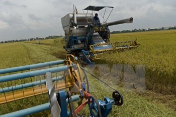 Italy bày tỏ quan ngại về gạo nhập khẩu từ Đông Nam Á