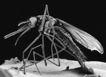 Cảnh giác với một loài muỗi khác có thể mang vi rút Zika