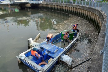 Hút nước kênh Nhiêu Lộc - Thị Nghè cứu hàng trăm tấn cá