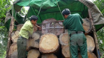 Nam Định bắt giữ xe chở gỗ quý không có hóa đơn chứng từ