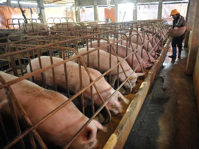 "Giải cứu" lợn thịt: Bộ Nông nghiệp sang Trung Quốc đàm phán xuất khẩu
