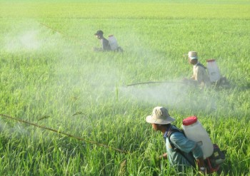 Hoá chất, thuốc trừ sâu ồ ạt vào Việt nam