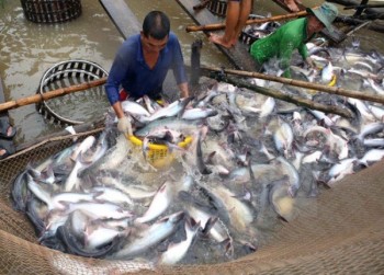 Cá tra tăng giá trong khi mặt hàng tôm tiếp tục giảm mạnh