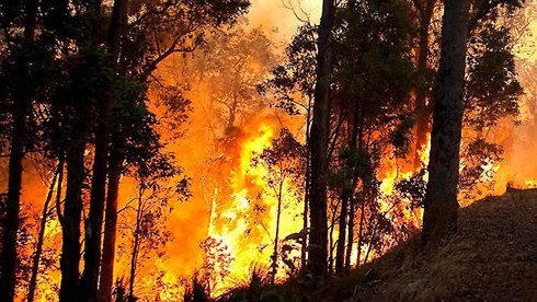Australia: Gió lớn và cháy rừng gây thiệt hại lớn