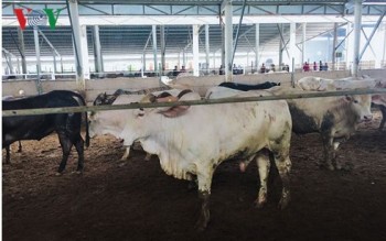 Xử phạt trang trại nuôi trâu, bò gây ô nhiễm