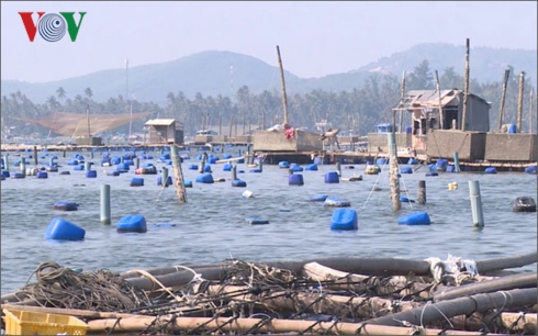 Nhức nhối nạn đánh bắt hải sản hủy diệt ở Phú Yên