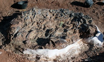 Phát hiện hố nước chứa gần chục hóa thạch khủng long
