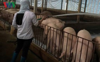 Giá lợn xuyên thủng sàn, người chăn nuôi đang “vật vã” từng ngày