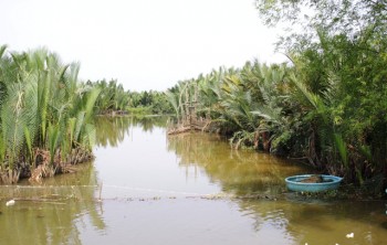 "Hy sinh" 50 ha rừng dừa để xây hồ chứa nước cho nhà máy giấy