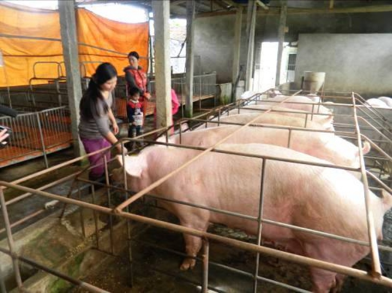 Thịt lợn sẽ giảm phụ thuộc vào thị trường Trung Quốc