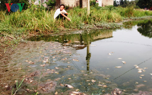 Quảng Trị: Cá chết hàng loạt gần khu công nghiệp Quán Ngang