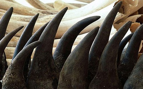 Truy tố nguyên cán bộ hải quan “rút ruột” ngà voi, sừng tê giác từ kho
