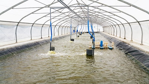 Mô hình 'Ba chuẩn' giúp tăng năng suất nuôi trồng thủy sản