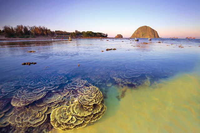 Nhiều rạn san hô đẹp ở Phú Yên đang bị khai thác triệt để