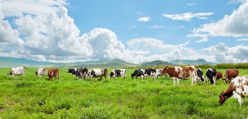 Vinamilk khởi công tổ hợp resort bò sữa Organic 5.000 ha tại Lào