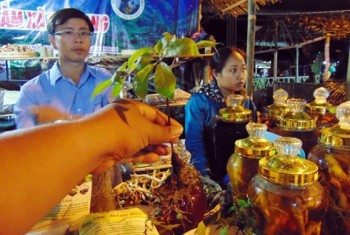 Quảng Nam: Tưng bừng lễ hội sâm núi Ngọc Linh