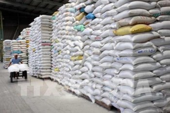 Xuất khẩu tăng 40%, tín hiệu vui của ngành lúa gạo
