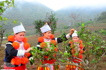 Tuyên Quang tăng tốc phát triển chè đặc sản