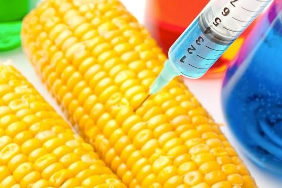 Mỹ đẩy nhanh quy trình xem xét sản phẩm nông nghiệp biến đổi gene