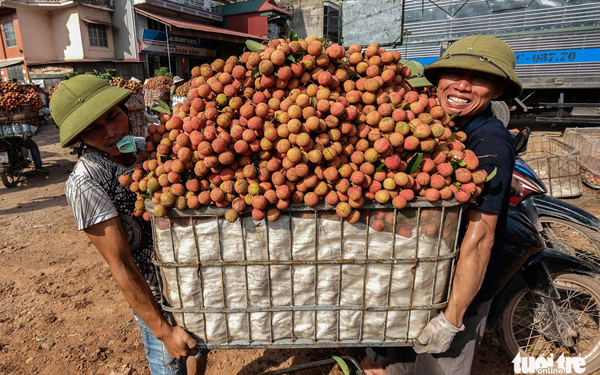 Vải thiều Bắc Giang vào chính vụ, nông dân phấn khởi vì được giá