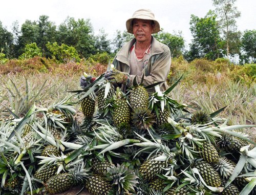 Vựa trái cây miền Tây liêu xiêu vì trái cây Thái Lan