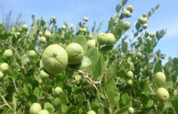 Quảng Ngãi: Ngỡ ngàng rừng cam đường dại trĩu quả trên đảo Bé