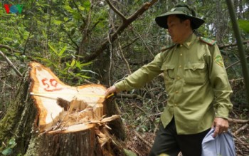 Khởi tố 20 bị can, chuyển cơ quan quân đội thụ lý vụ phá rừng pơ mu