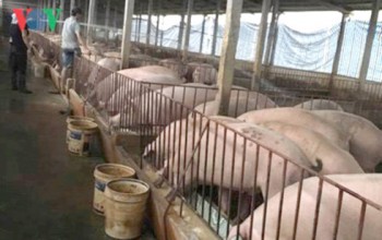 Giá lợn tăng trở lại: Đắng cay ở “thủ phủ” nuôi lợn miền Bắc