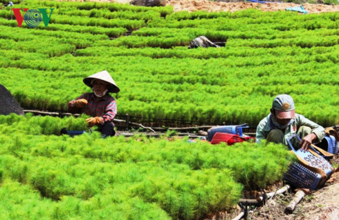 bien doi khi hau o tay nguyen khoi phuc lai rung moi la cot loi