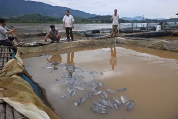 Thủy điện xả lũ gây chết cá: Địa phương sẽ hỗ trợ cho dân
