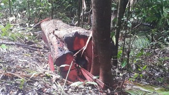 Tan nát rừng Kon Gang, hàng loạt cây trăm năm tuổi bị đốn hạ