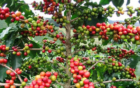 Giá trị xuất khẩu cà phê của Việt Nam sang Indonesia tăng đột biến