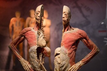 Triển lãm nội tạng và cơ thể người không phù hợp với văn hóa Việt Nam
